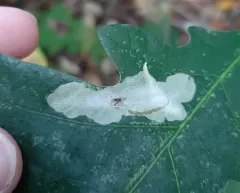 Coptotriche badiiella thumbnail 1