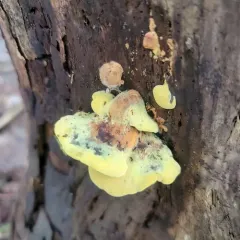 Pseudomerulius curtisii thumbnail 3