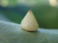 Hickory Popover Gall Midge thumbnail 3