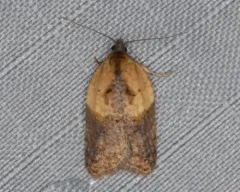 strawberry acleris thumbnail 2