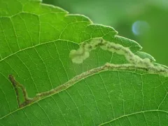 Ectoedemia virgulae thumbnail 4
