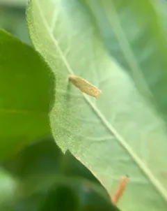 Birch Casebearer Moth thumbnail 3