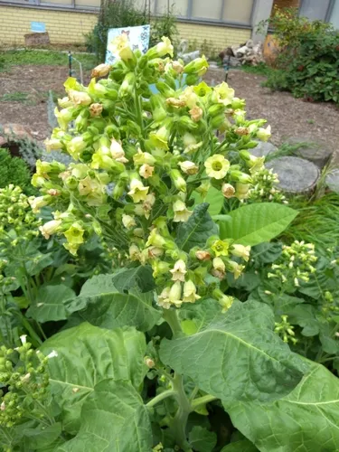 Aztec Tobacco