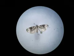 Apotomis apateticana thumbnail 3