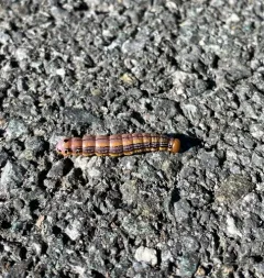 Black-spotted Prominent thumbnail 2