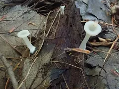 Crepidotus nyssicola thumbnail 1