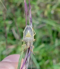 Rice Stink Bug thumbnail 1