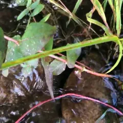 Virginia marsh St. John's-wort thumbnail 1
