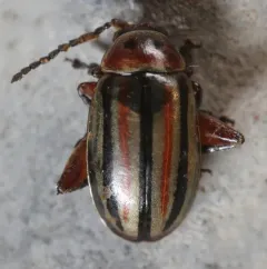 Disonycha latifrons thumbnail 4