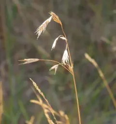 California brome thumbnail 2
