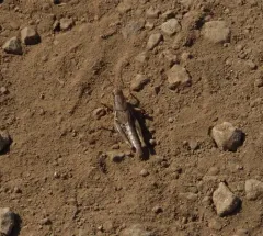 Willamette Short-wing Grasshopper thumbnail 2
