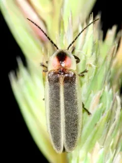Photinus curtatus thumbnail 2