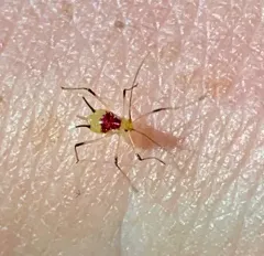 Purple-spotted Lily Aphid thumbnail 2