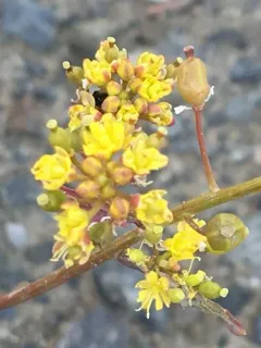 Hoary Yellowcress thumbnail 3
