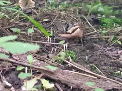 Clavaria subfalcata thumbnail 2