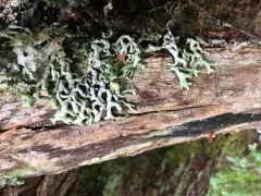 Wrinkled Tube Lichen thumbnail 4
