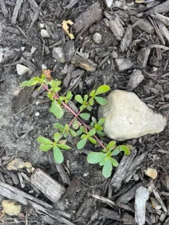 Pegomya rufescens thumbnail 2