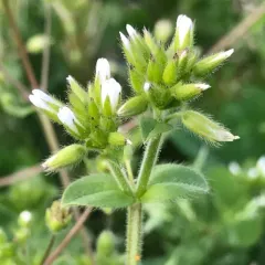 Sticky mouse-ear chickweed thumbnail 2