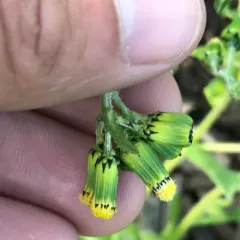 common groundsel thumbnail 3