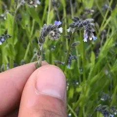 Changing Forget-me-not thumbnail 2