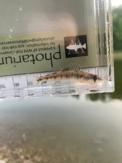 River Darter thumbnail 4