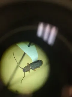 Uleiota dubia thumbnail 2