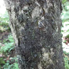 Elf Ears lichen thumbnail 3