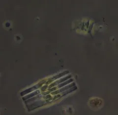 Fragilaria crotonensis thumbnail 2