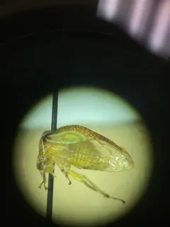 Stictolobus borealis thumbnail 2