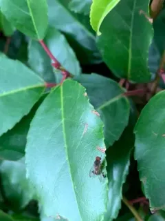 Calotarsa insignis thumbnail 4
