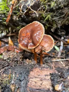 Gymnopus earleae thumbnail 2
