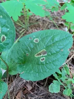 Agromyza canadensis thumbnail 4