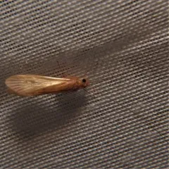 Yellow Net-spinning Caddisfly thumbnail 1