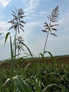 Johnson grass thumbnail 2