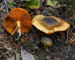 Cortinarius clandestinus thumbnail 3