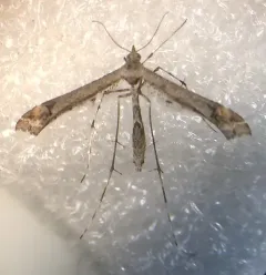 Sage Plume Moth thumbnail 2