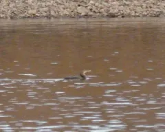 Yellow-billed Loon thumbnail 2