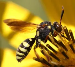 Bounded Nomad Bee thumbnail 3