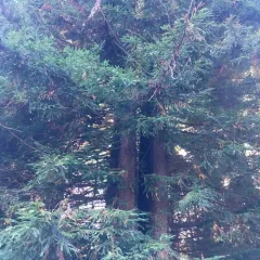coast redwood thumbnail 2