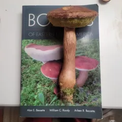 Aureoboletus projectellus thumbnail 2
