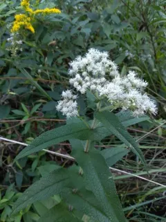 common boneset thumbnail 3