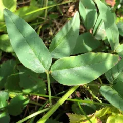 tall tick-trefoil thumbnail 4