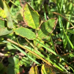 Maryland Tick-trefoil thumbnail 3