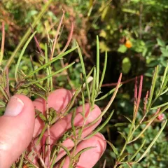 cinnamon willowherb thumbnail 4