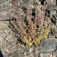 American pennyroyal thumbnail 4