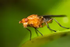 Paradryomyza setosa thumbnail 3