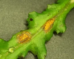 Groundsel crown rust thumbnail 2