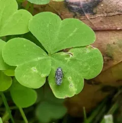 Deltocephalus pulicaris thumbnail 3