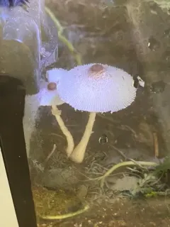 Leucocoprinus ianthinus thumbnail 1