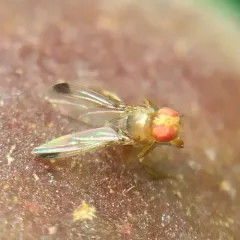 Spotted-winged Drosophila thumbnail 4